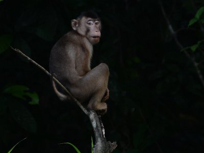 Pig tailed macaque (4)